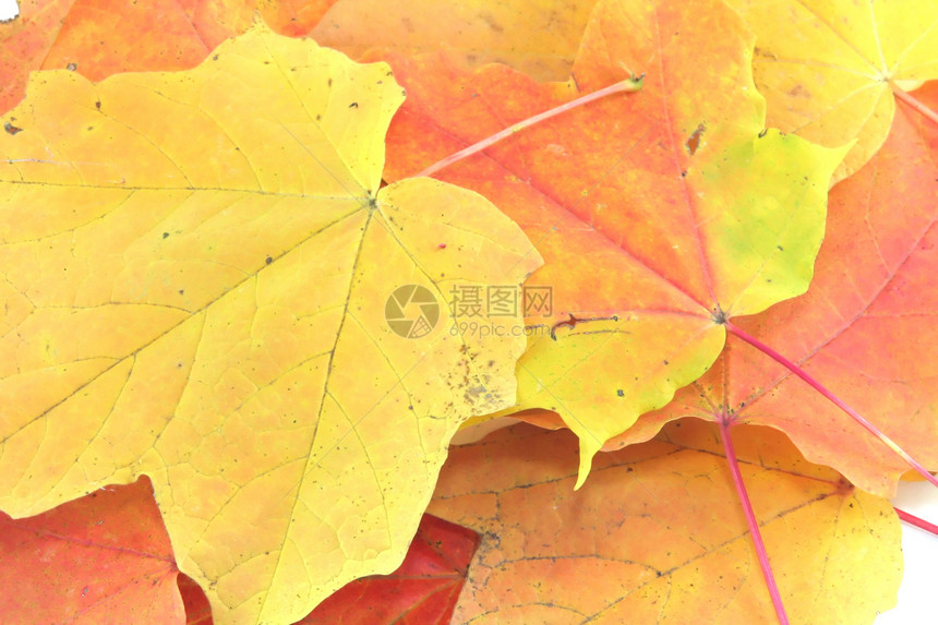 休假假黄色红色植物树叶季节性季节墙纸环境叶子橙子图片