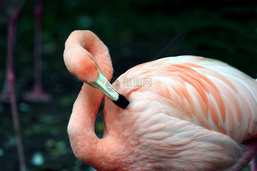 粉红火烈火火烈鸟野生动物打扫打扮生物粉色脖子动物图片