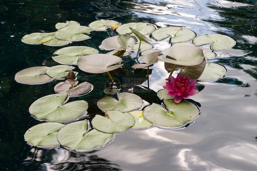 利里水睡莲热带沼泽百合池塘荷花软垫植物群异国反射图片