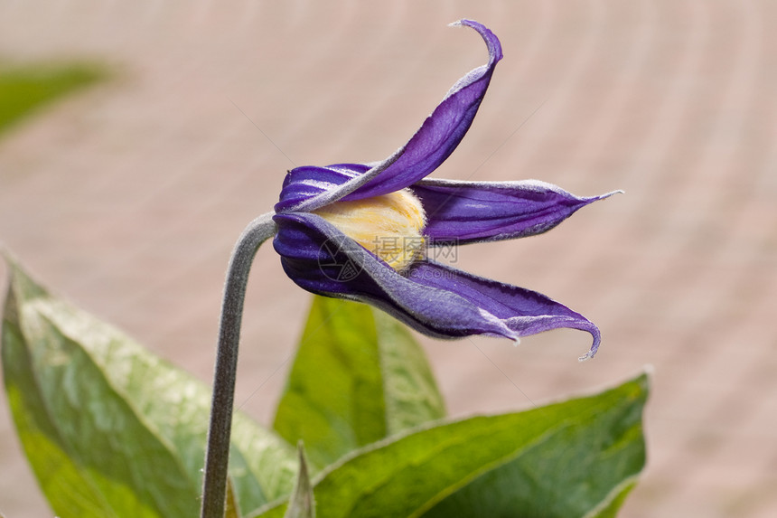 紫花花植物群植物花瓣植物学美丽紫色图片