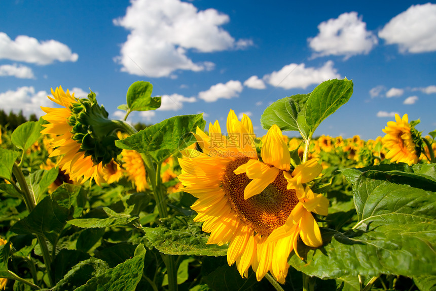 夏季风景警觉场地向日葵食物蓝色乡村太阳黄色天气季节图片