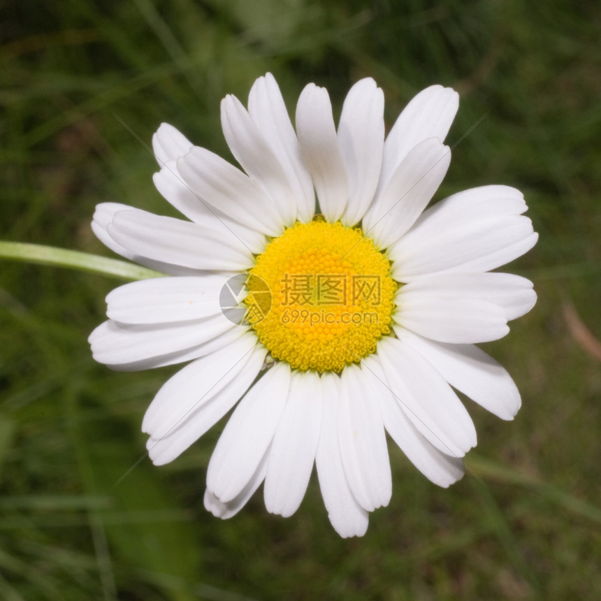 白黛西黄色雏菊植物绿色花瓣白色植物群植物学图片