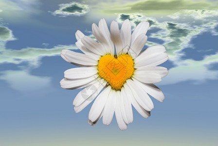 爱植物花瓣植物群白色雏菊植物学背景图片