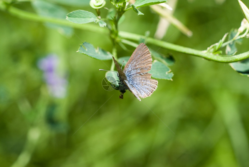 蛾叶子荒野植物日光树叶漏洞翅膀昆虫绿色野生动物图片