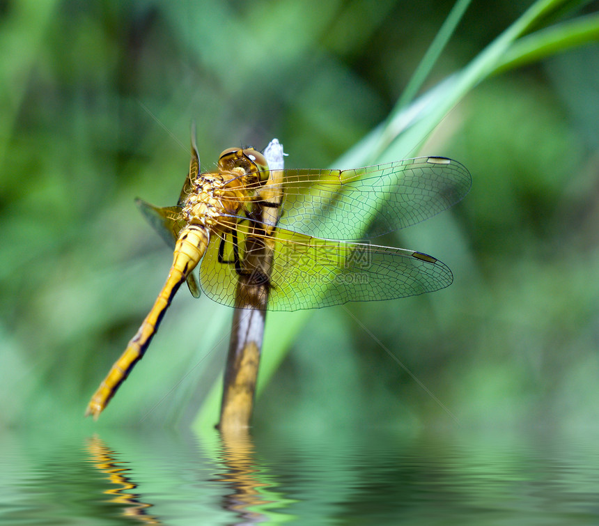 洪水泛滥荒野生物翅膀宏观漏洞植物反射叶子蜻蜓绿色图片