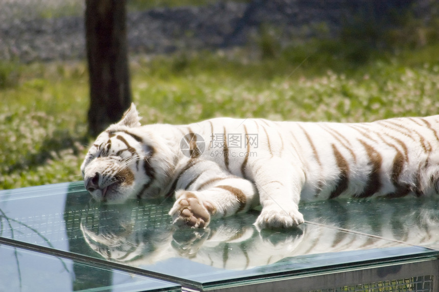 白老虎动物园哺乳动物老虎植被动物群毛皮荒野图片