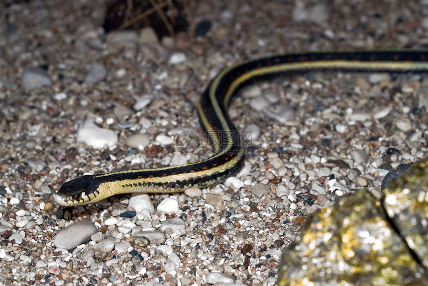 凝胶蛇黄色黑色野生动物袜带鹅卵石荒野爬虫地面条纹栖息地图片