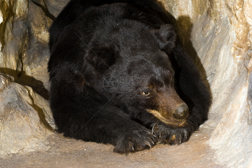 黑熊危险哺乳动物动物说谎野生动物荒野洞穴捕食者图片