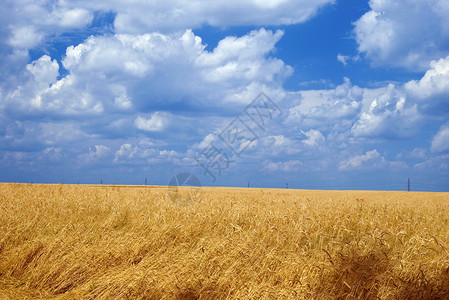 夏季小麦照片生长植物收成场地蓝色粮仓种子燕麦晴天天空背景图片