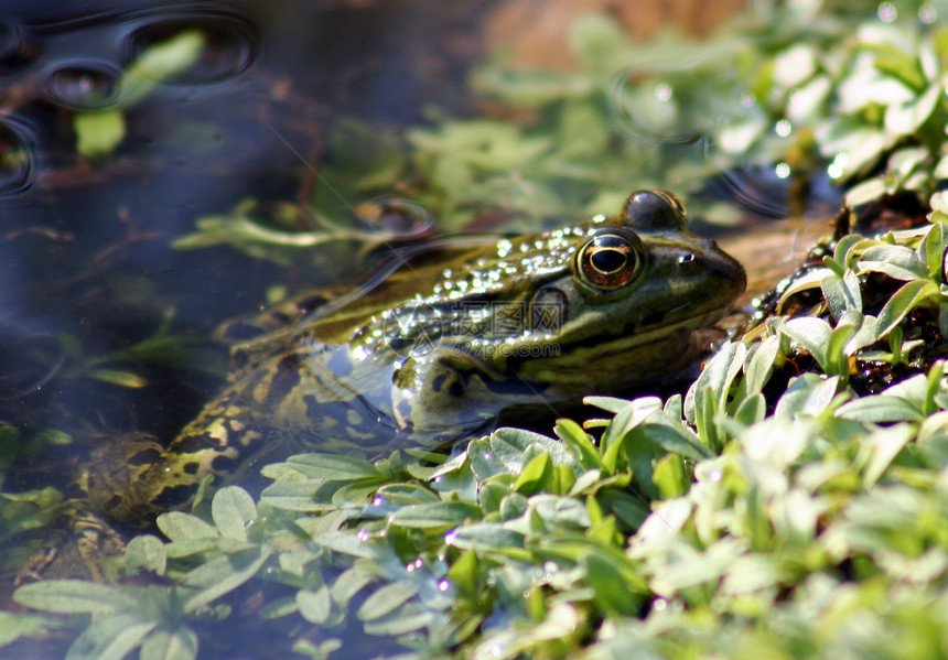 青蛙生物爬虫树蛙动物宏观玫瑰植物野生动物林蛙眼睛图片