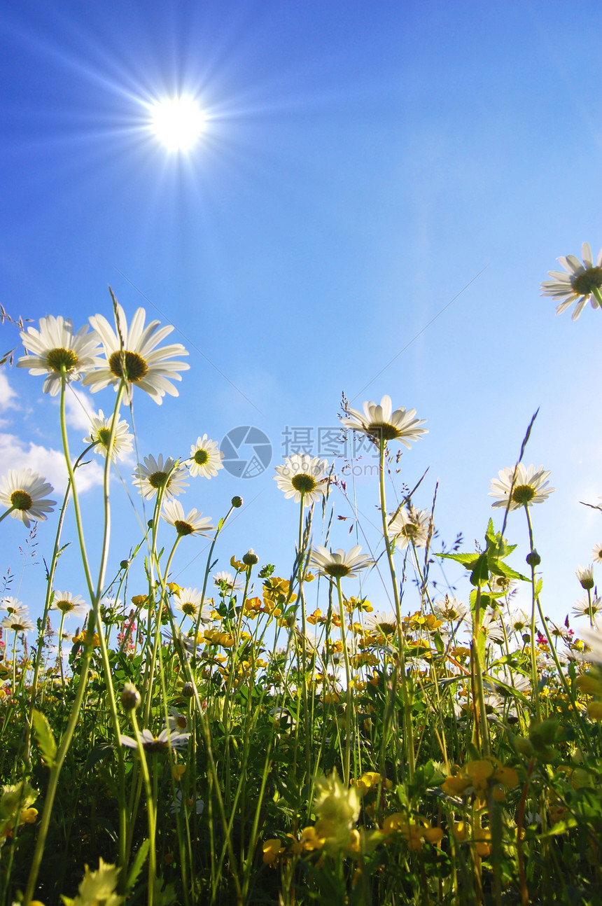 下方花朵享受太阳植物地平线季节洋甘菊花园场地天空生活图片