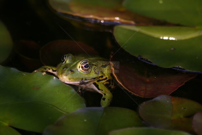 青蛙蓝色蟾蜍爬虫宏观生物沼泽动物野生动物树蛙眼睛图片