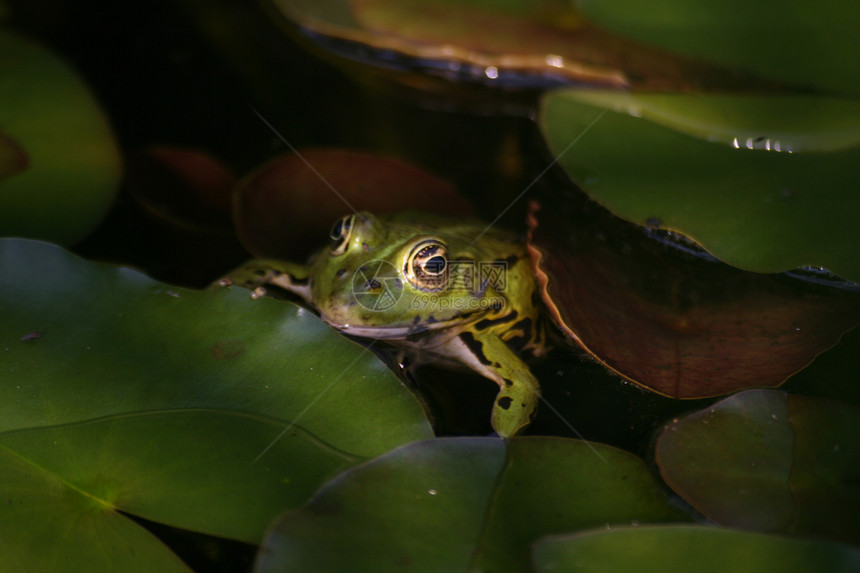 青蛙生物树蛙爬虫蟾蜍宏观蓝色环境保护沼泽玫瑰花瓣图片