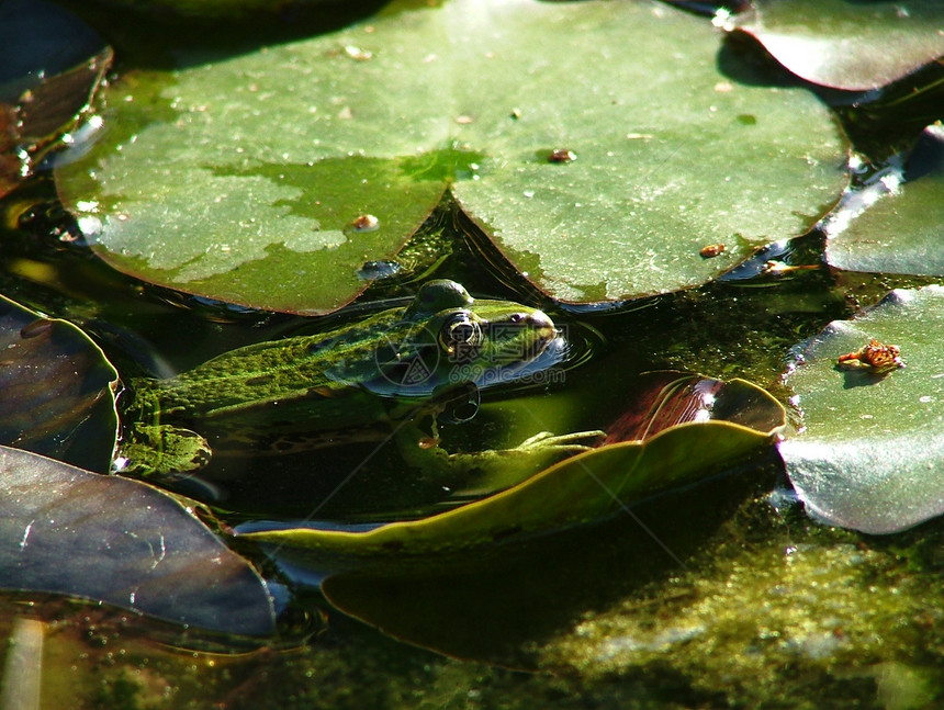 青蛙潜水蓝色玫瑰宏观蟾蜍动物沼泽荷花生物植物图片