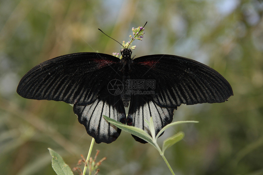 黑蝴蝶宏观白色昆虫黑色叶子花园季节性翅膀鳞翅目红色图片