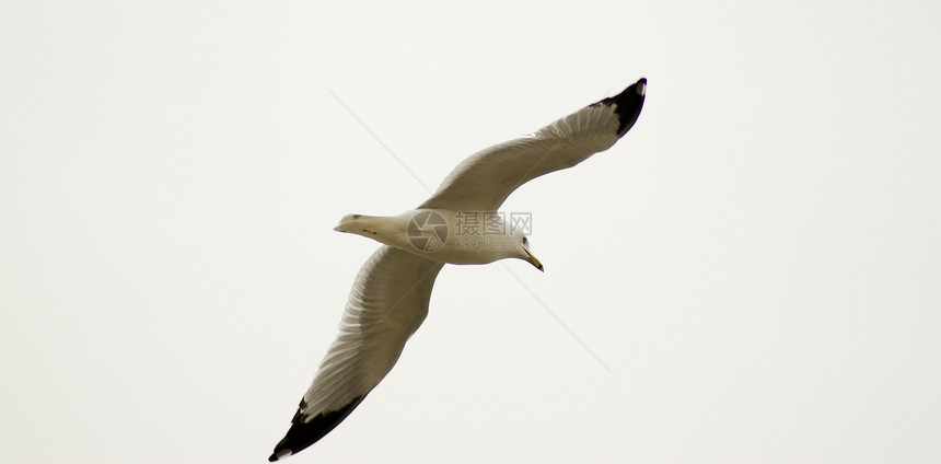 飞行离开天空白色动物野生动物空气航班自由羽毛成功翅膀图片