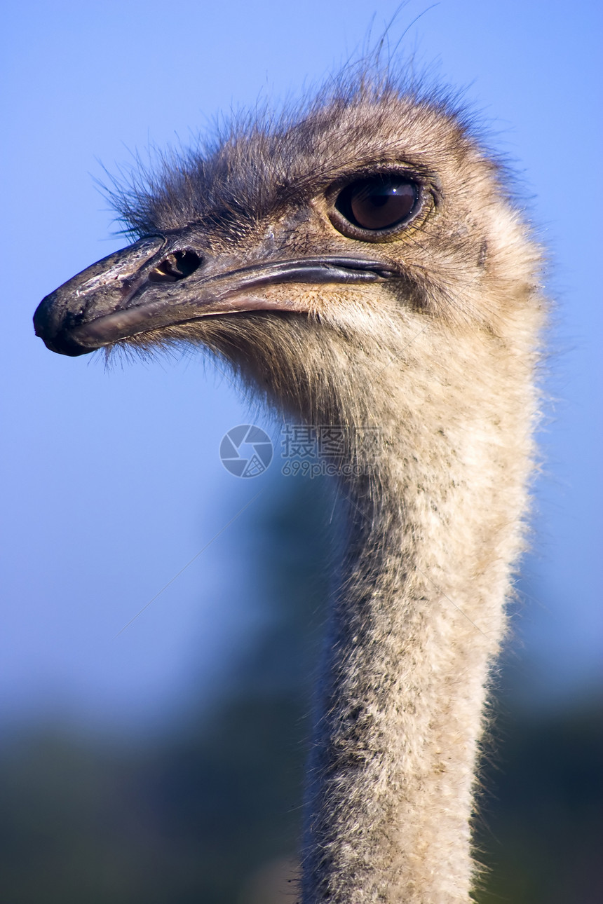 斯特里希野生动物脖子眼睛鸵鸟荒野动物图片