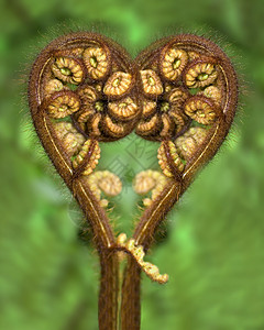 心叶子绿色蕨类螺旋树蕨环境背景图片
