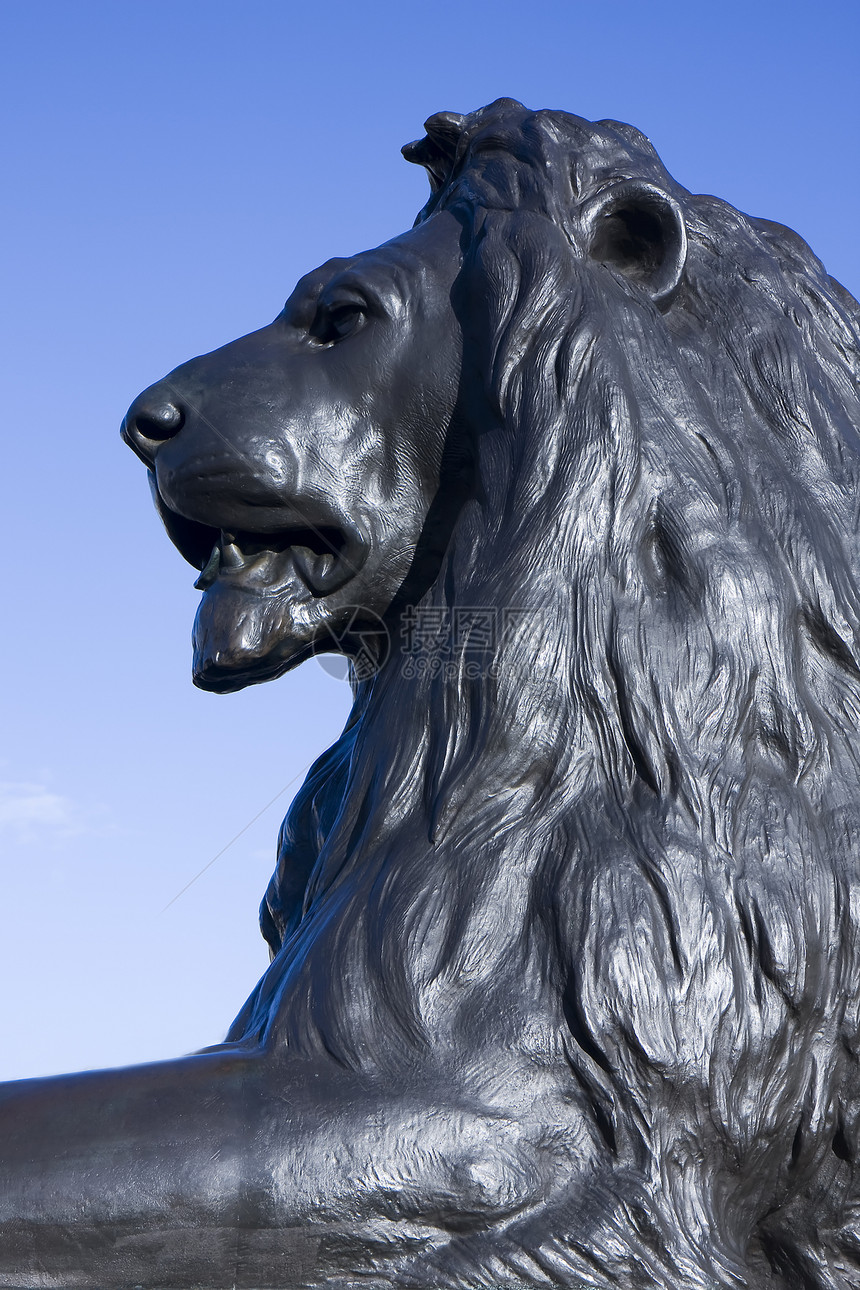 Trafalgar狮子肖像图片