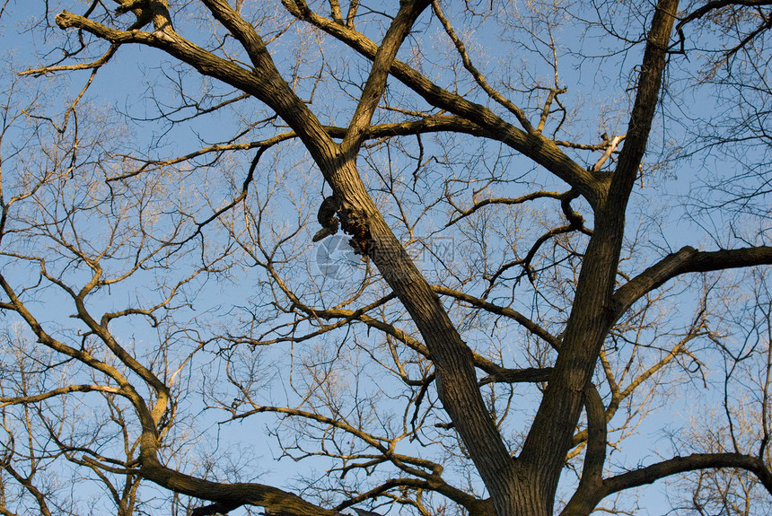 春树冠季节阳光木头树木晴天蓝色天空树干天篷图片