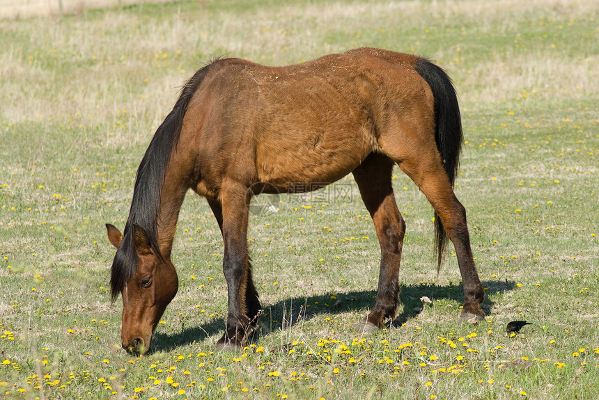 棕马农场农田国家棕色牧场乡村场地草地家畜哺乳动物图片