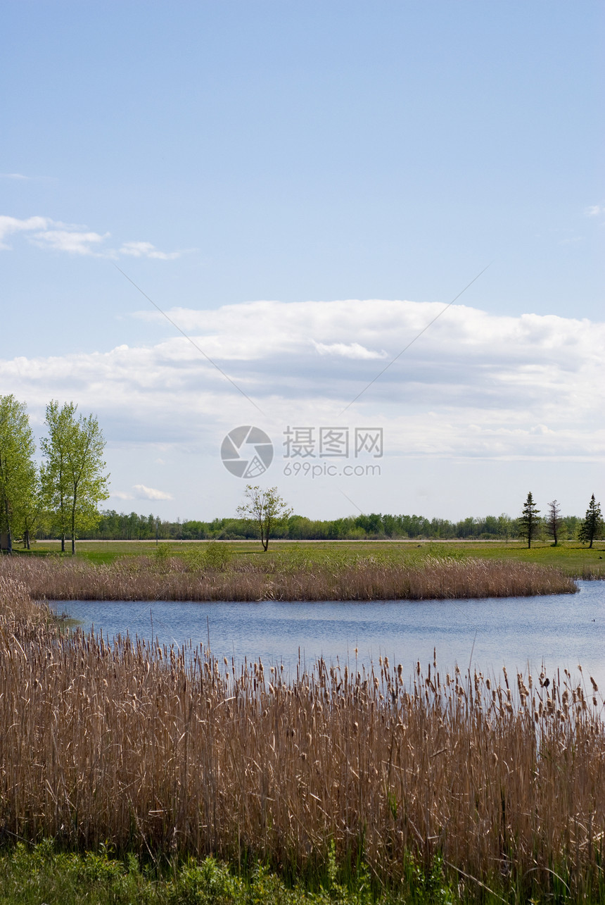 湿地天空沼泽芦苇植物沼泽地绿色池塘植物群香蒲图片
