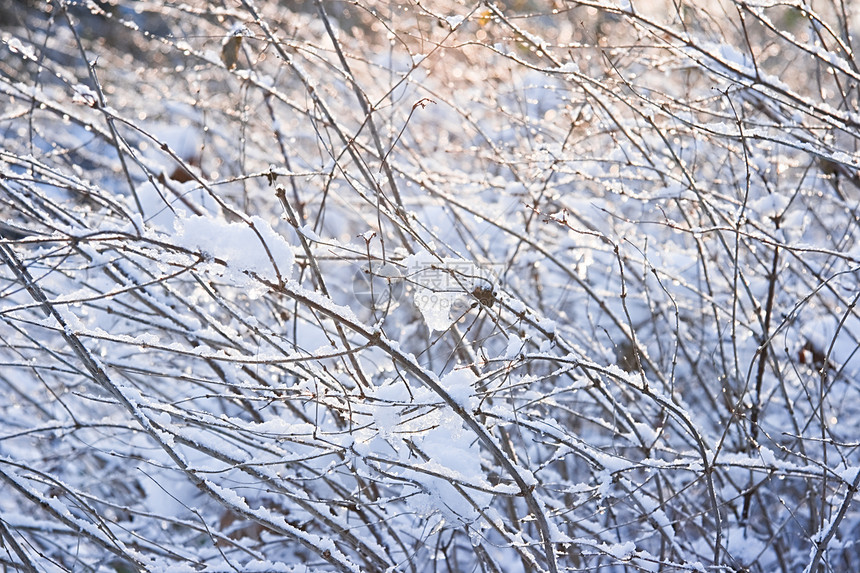 冬季阳光下有雪的树枝白色照片冷冻太阳分支机构水平图片
