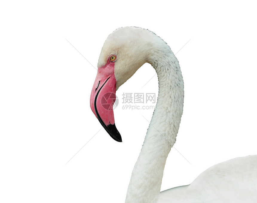 火烈哥动物园热带脖子鸟舍眼睛野生动物动物粉色公园白色图片