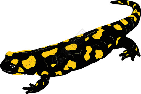 火烧萨拉曼德蜥蜴展示眼睛两栖黑色环境水陆爬虫插图尾巴背景图片