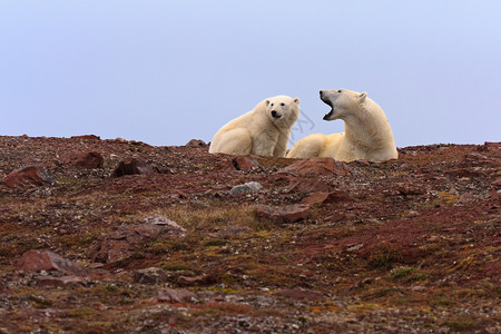 熊山洛基山两只北极熊背景