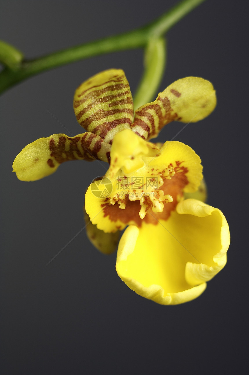 可爱的兰花花瓣情调奢华橙子气候植物群花园异国美丽宏观图片