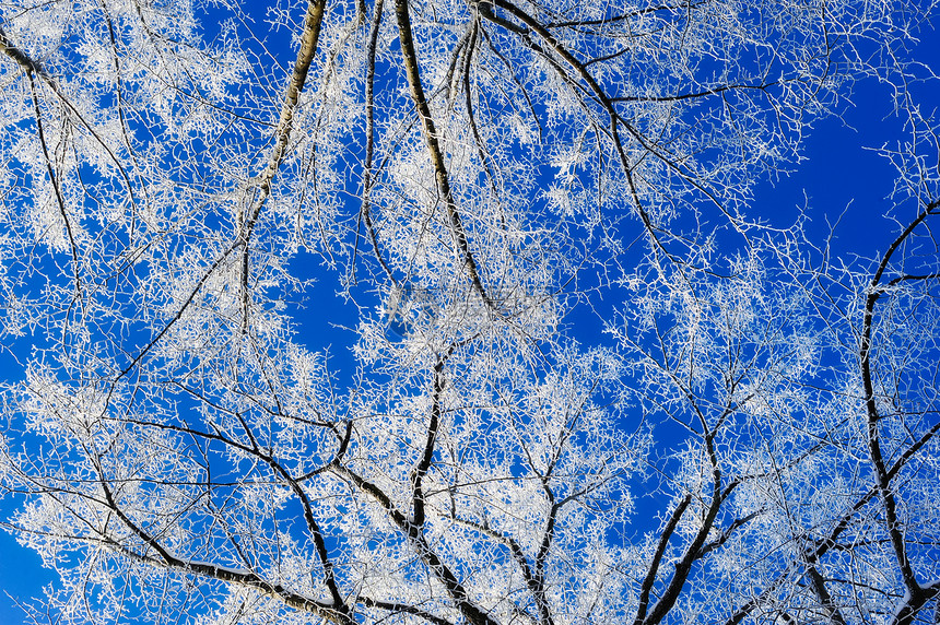 Hoarfrost 冷冻白色结晶雪花天气冻结雾凇图片