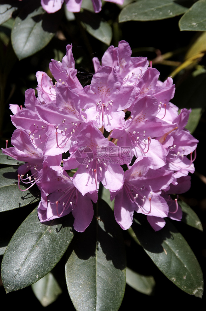 杜鹃阳光种子花瓣场景公园花萼自然叶子植物花朵图片