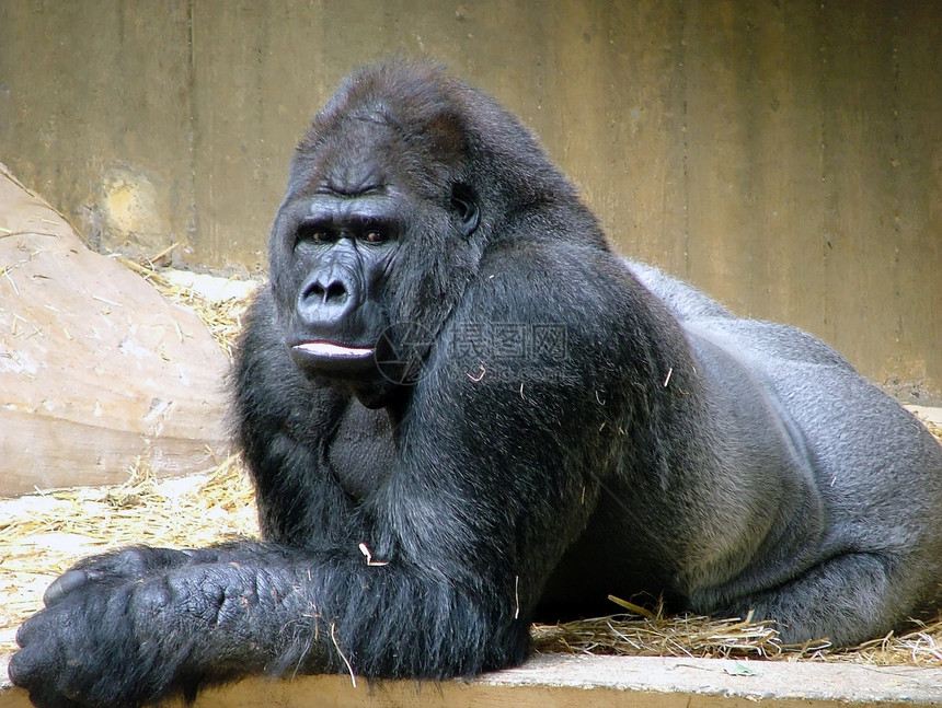 大猩猩哺乳动物灵长类银背动物动物园濒危野生动物黑色图片