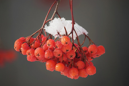 雪下浆果植物分支机构照片红色白色季节背景图片