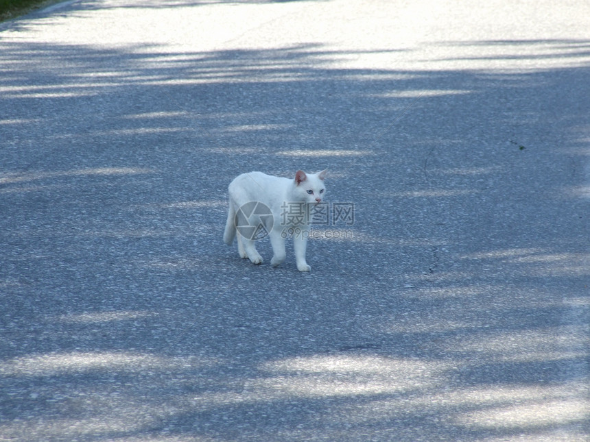 猫在路上白色白猫图片