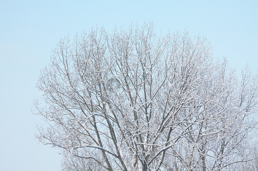 雪树雪包场地树木天空车道仙境森林季节孤独小路图片