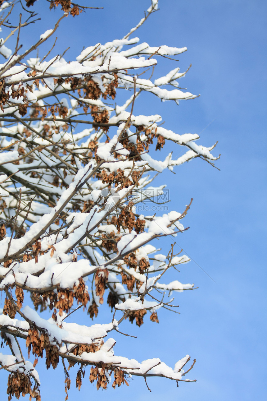 雪树孤独车道寒冷雪包小路森林薄片季节公园天空图片