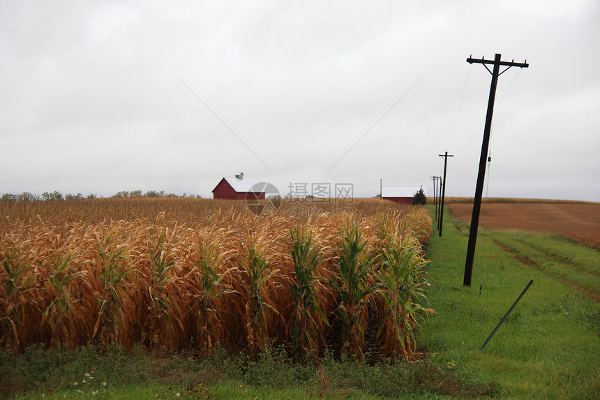 美国Cornfield和Rt 66附近农场金子绿色植物农村玉米田园玉米地农业国家房子图片