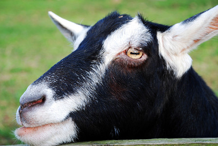 黑白山羊动物反刍动物耳朵毛皮眼睛牛科哺乳动物农场背景图片