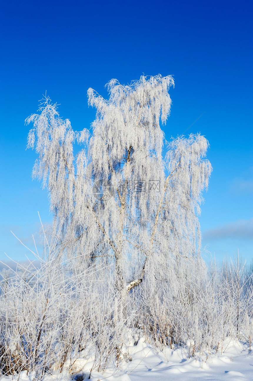 白雪树冻结雪花天气结晶冷冻雾凇白色图片