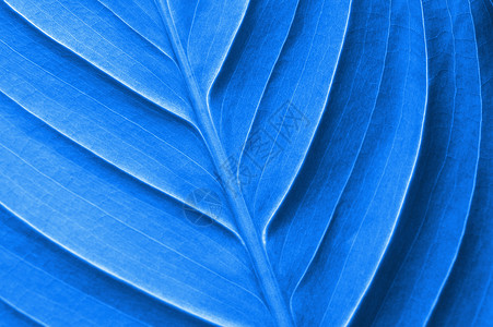 抽象的彩色叶纹理树叶生物学宏观蓝色墙纸背景图片