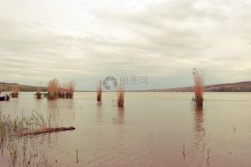 晚上傍晚多云芦苇反射地平线天空日落图片