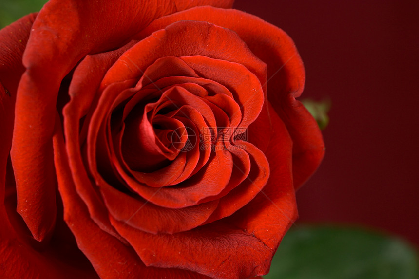 一朵红玫瑰的芽 紧贴近了院子农民市场植物仙境园艺太阳花园温暖花瓣图片