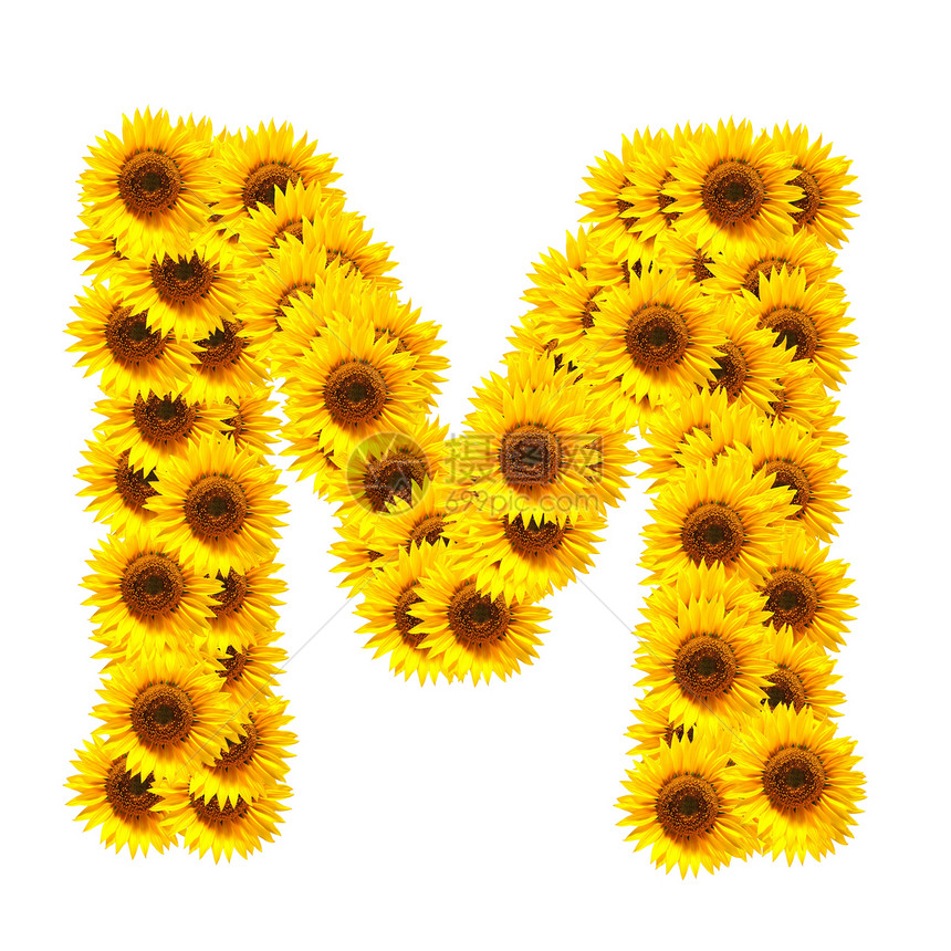 花字母表花园白色植物向日葵太阳黄色数字晴天字体植物群图片
