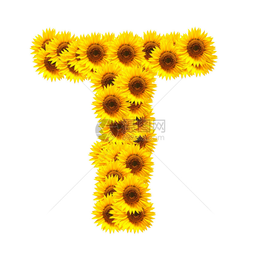 花字母表数字字体植物花朵植物群向日葵黄色活力晴天花园图片