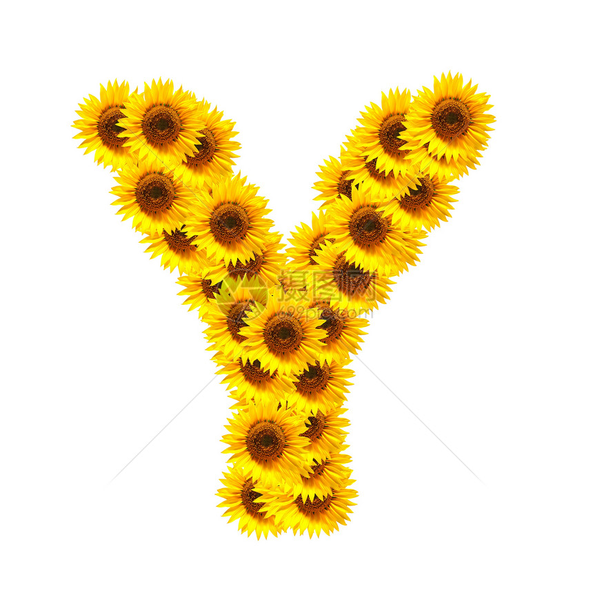 花字母表白色花园字体植物太阳数字植物群花朵黄色向日葵图片