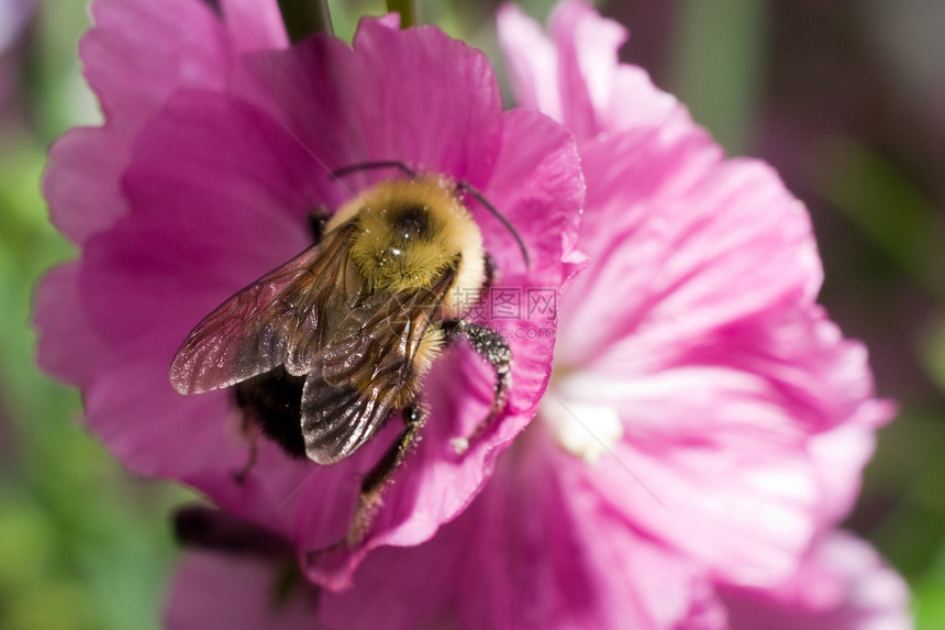 大黄蜂异国昆虫蜜蜂植物群叶子黄色活力花粉植物荒野图片