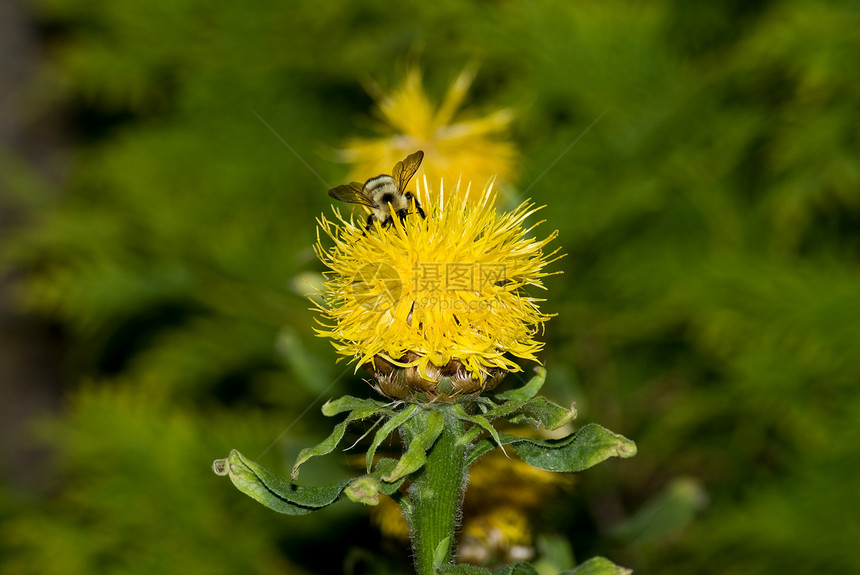 大黄蜂情调叶子植物异国植物群昆虫漏洞荒野花粉蜜蜂图片
