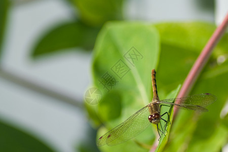 龙翅膀蜻蜓叶子漏洞昆虫背景图片